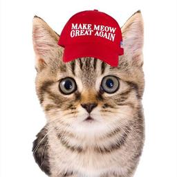 TrumpCat