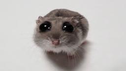 SAD HAMSTER