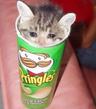 PRINGLES CAT