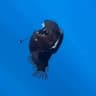 ANGLERFISH token logo