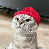 beanie cat logo