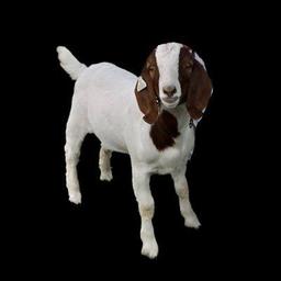 Cedar the goat  logo