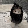 Ryu The Ninja Cat