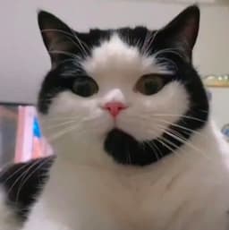 CALLCAT token logo