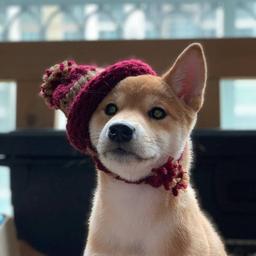 dogwifbeanie