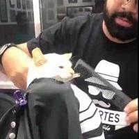 cat getting fade logo