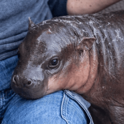 Jellybean token logo