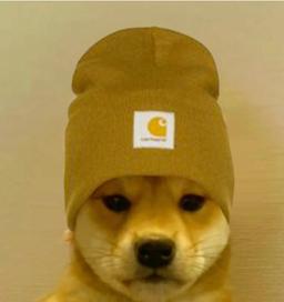 dogwifbeanie