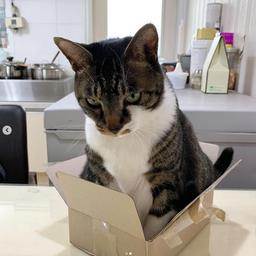 catwifbox