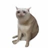 CASHCAT token logo