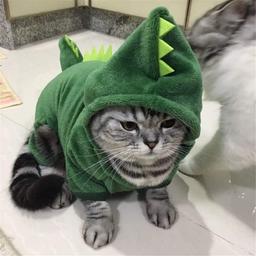 Dino Cat