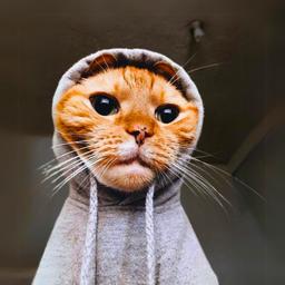 Hoodie Cat