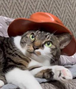 cat wif hat logo