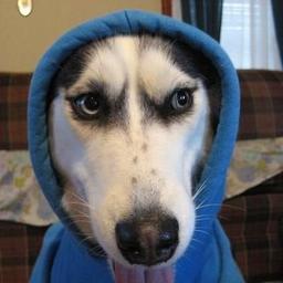 Dogwifhoodie logo