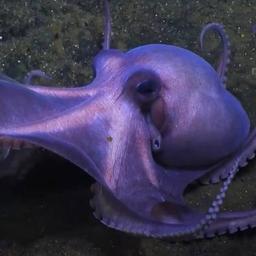 NEW OCTOPUS DISCOVERED