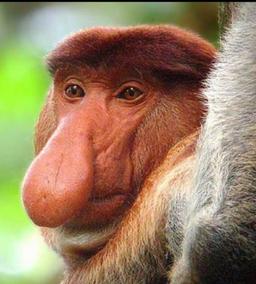 monkeydikface