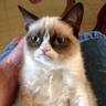 Grumpy Cat 