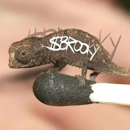 BROOKY token logo
