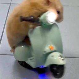 Hamster riding Vespa logo