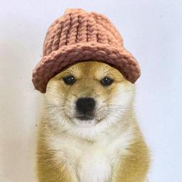 babydogwifhat