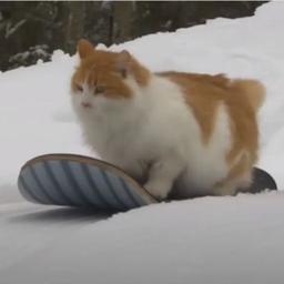 Snowboard Cat logo