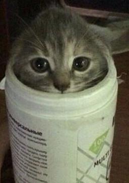 CAT IN DA CUP logo