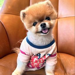 Jiffpom logo