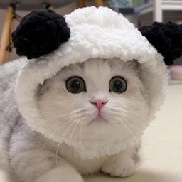 Panda Cat logo