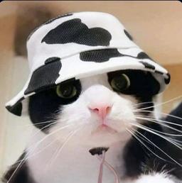 MooCat