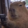 CAPYBARA token logo