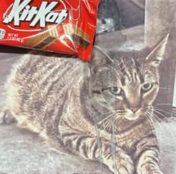 kitkat token logo