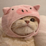 Pig Cat