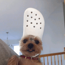 dogwifcrocs