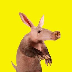 Aardvark logo