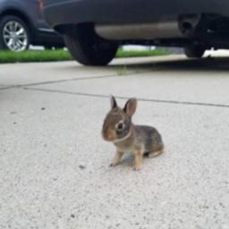 worlds smallest bunny