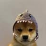 Shark Dog